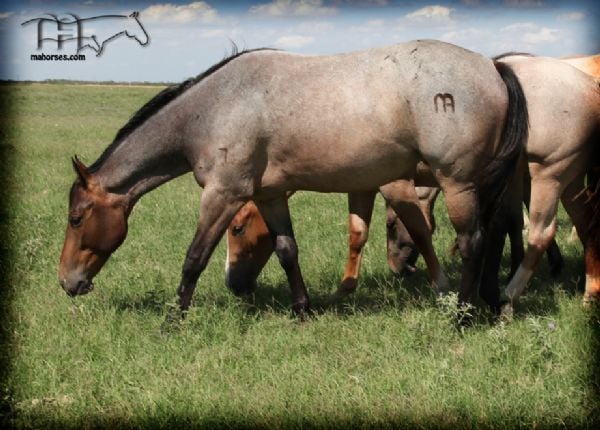 Roan Bones Girl MA - unregistered